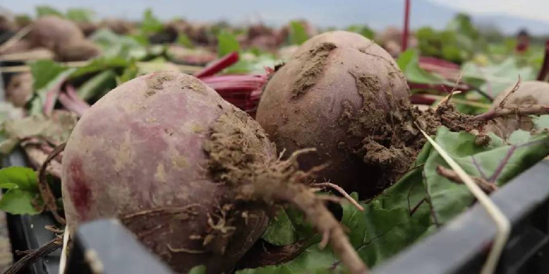 Kırmızı elmasta hasat heyecanı! Lezzeti kadar sağlığa faydası da çok: 40 TL’den kapış kapış satıyor 7